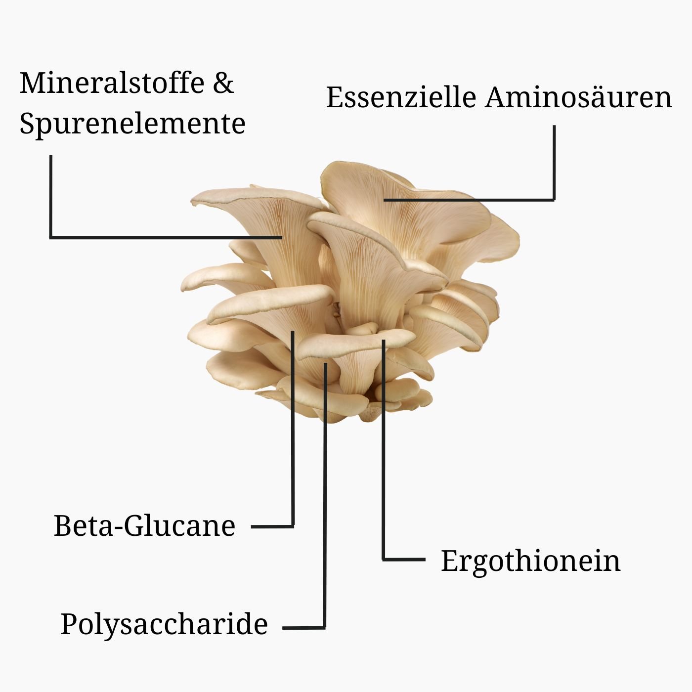 TaoVitality Organic Pleurotus Liquid Extract - Image 3