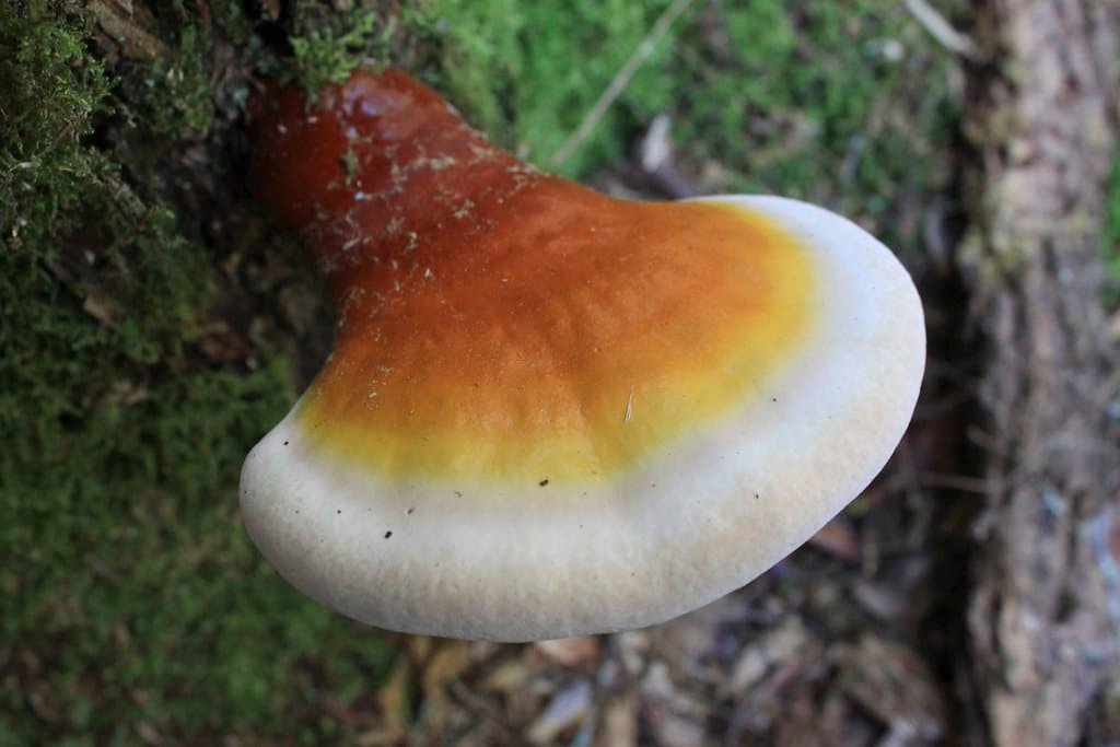 Bio-Reishi Flüssigextrakt – Bild 2