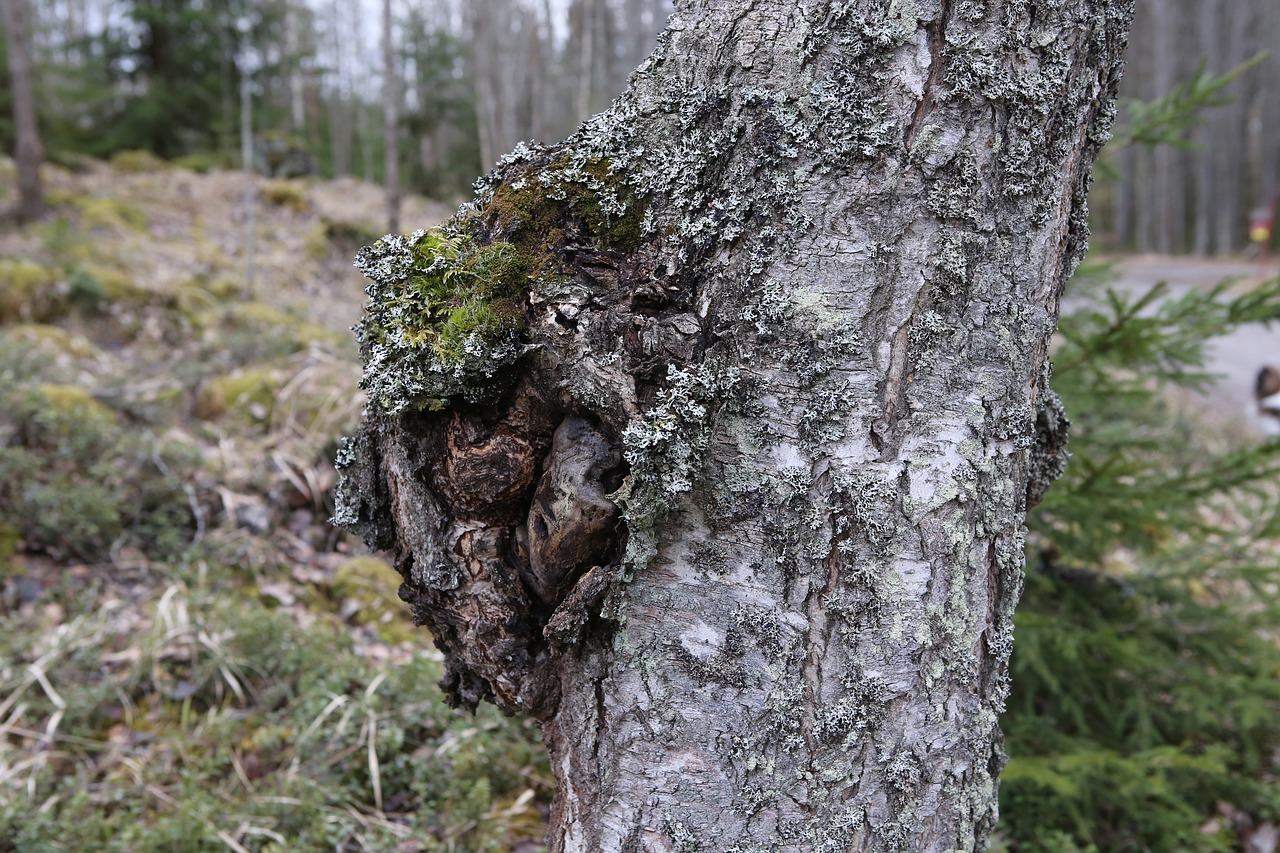 birch, chaga mushroom, gnarl, medicine, dietary supplement, welfare, chaga mushroom, chaga mushroom, chaga mushroom, chaga mushroom, chaga mushroom