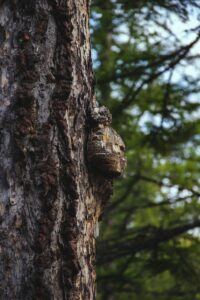 Detailed view of a tree trunk with a fungus, showcasing the rich texture and natural environment.