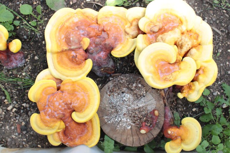 Reishi