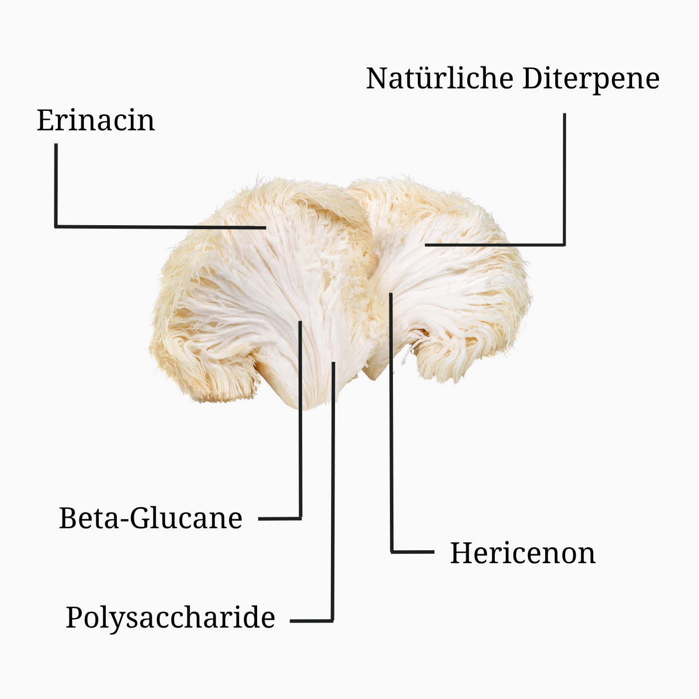 Focus Mushroom Shellbroken-Powder (Lion's Mane Bio-Vitalpilzpulver) – Bild 2