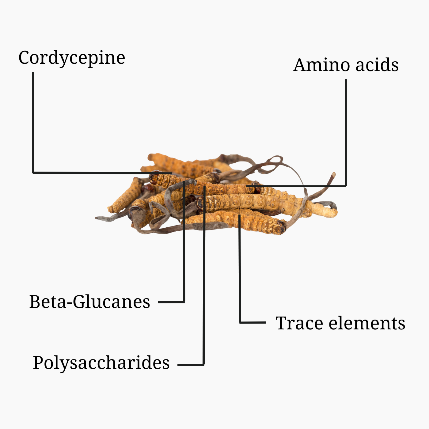 Energy Mushroom Shellbroken-Powder (Cordyceps Bio-Vitalpilzpulver) – Bild 2