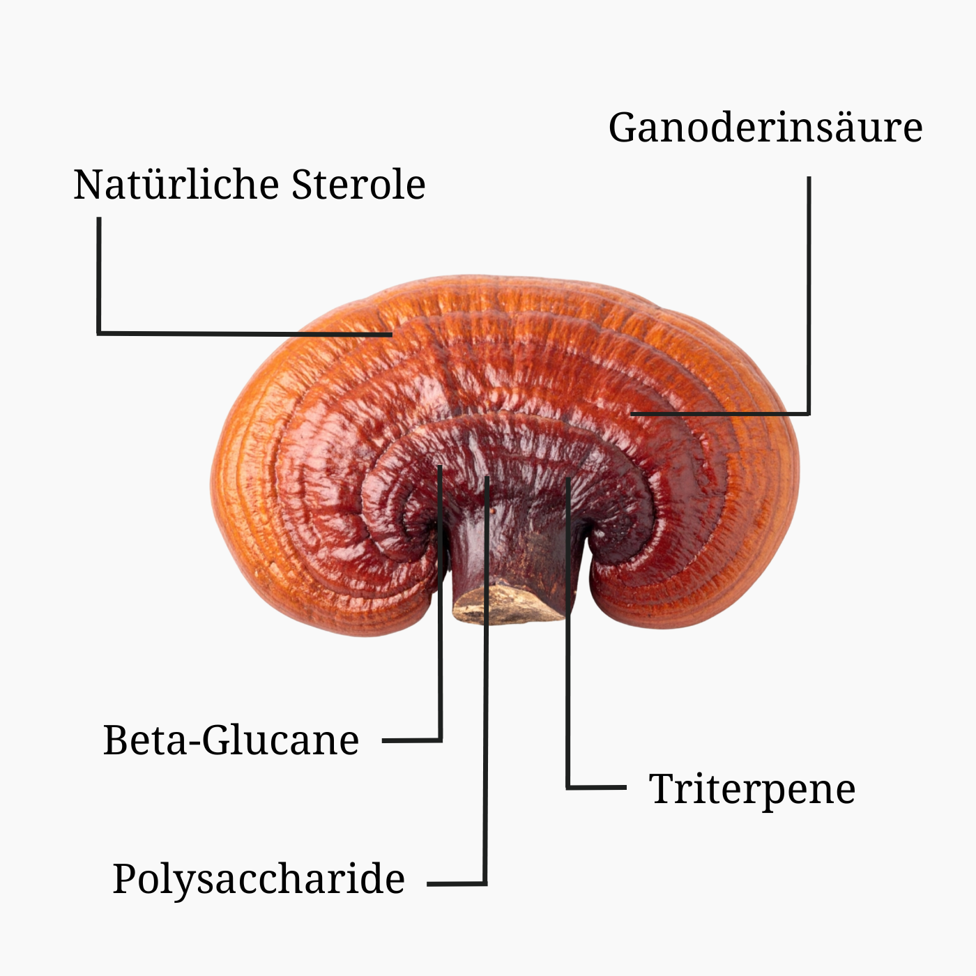 Calm Mushroom Shellbroken-Powder (Reishi Bio-Vitalpilzpulver) – Bild 2