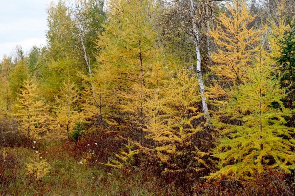 Agarikon Genom: goldene Lärchen im Herbstwald, Lebensraum des Lärchenschwamms