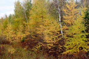 Agarikon Genom: goldene Lärchen im Herbstwald, Lebensraum des Lärchenschwamms